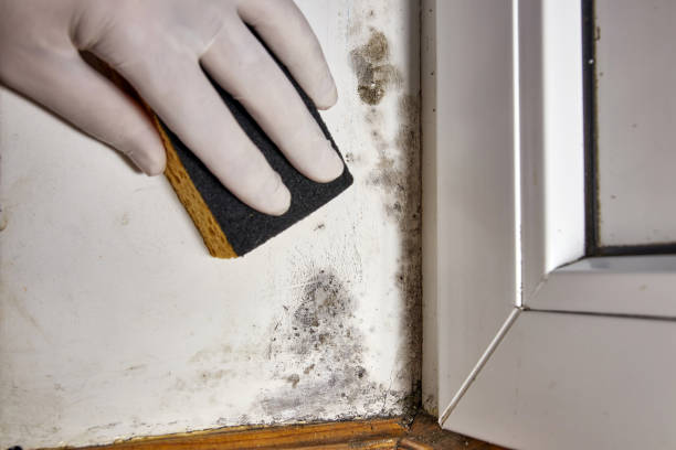 Best Forensic Mold Investigation  in Mcadenville, NC